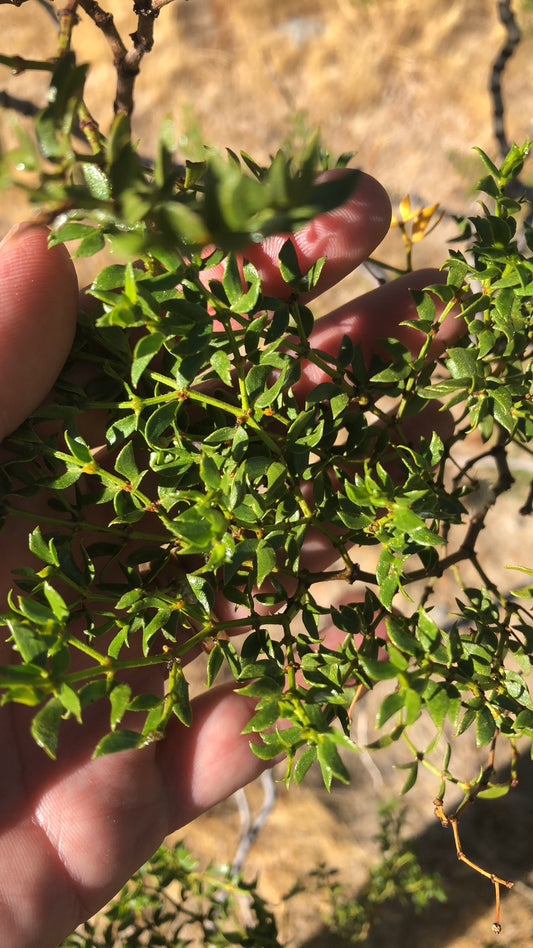 Mojave Creosote (Chaparral) Salve